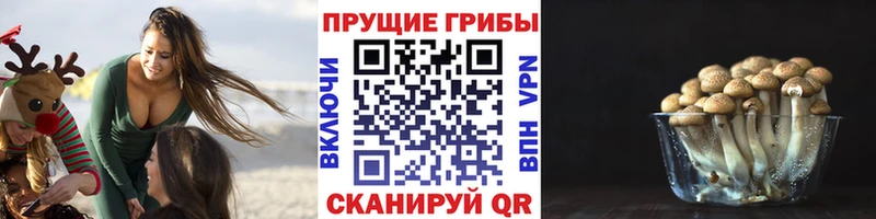 Галлюциногенные грибы Cubensis Томск